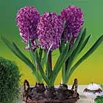Unbranded Hyacinth Amethyst