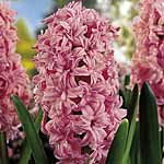 Unbranded Hyacinth Bedding Chestnut Flower
