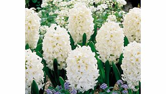 Unbranded Hyacinth Bulbs - Carnegie