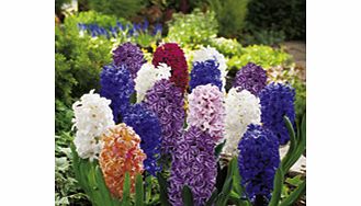 Unbranded Hyacinth Bulbs - Collection