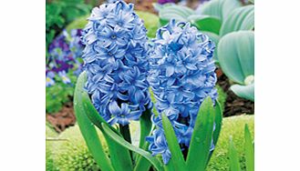 Unbranded Hyacinth Bulbs - Delft Blue