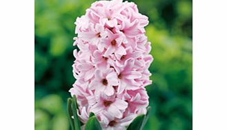 Unbranded Hyacinth Bulbs - Fondant