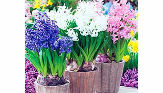 Unbranded Hyacinth Bulbs - Multi-stemmed