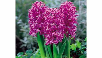 Unbranded Hyacinth Bulbs - Purple Sensation
