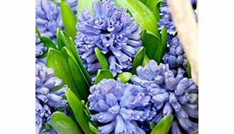 Unbranded Hyacinth Bulbs (Indoor) - Delft Blue