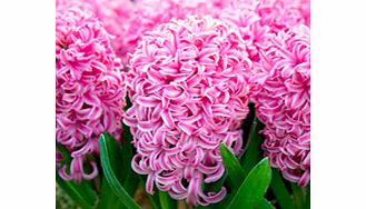 A deliciously fragrant hyacinth  producing conical-shaped spikes of flowers that are a beautiful dark rose with lighter pink edge. INDOOR VARIETY. Height 25cm. Bulb size 16/17cm. (Bulb sizes quoted in centimetres refer to the circumference of bulbs. 
