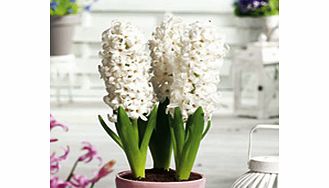 Tightly-packed columns of deliciously scented white  bell-shaped flowers. Height 25cm. Bulb size 16/17cm. (Bulb sizes quoted in centimetres refer to the circumference of bulbs. All bulbs are sourced from cultivated stocks.) Please note: Handling bulb