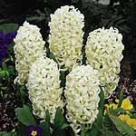 Unbranded Hyacinth Carnegie