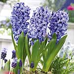 Unbranded Hyacinth Delft Blue