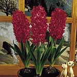 Unbranded Hyacinth Fragrant Indoor Collection