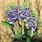 Unbranded Hyacinth Isabelle