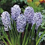 Unbranded Hyacinth Outdoor Blue Ice