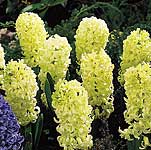 Unbranded Hyacinth Outdoor City of Haarlem