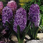 Unbranded Hyacinth Outdoor Queen of Violets