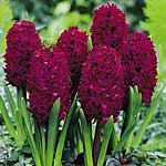 Unbranded Hyacinth Outdoor Woodstock