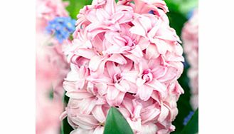 Unbranded Hyacinth Prince of Love (Hyacinthus)