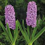 Unbranded Hyacinth Splendid Cornelia