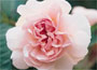 Hybrid Musk Rose