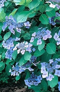 Unbranded Hydrangea Blue Wave x 5 young plants