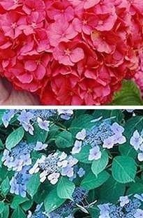 Unbranded Hydrangea Collection x 10 plants
