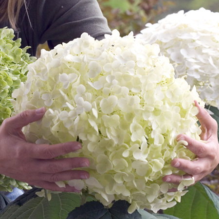 Unbranded Hydrangea Incrediball 1 Potted Plant