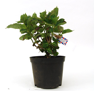 Unbranded Hydrangea macrophylla Ami Pasquier