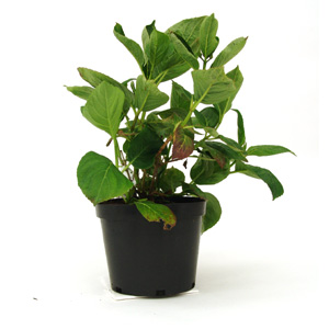 Unbranded Hydrangea macrophylla Teller White - Hydrangea
