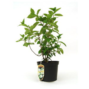 Unbranded Hydrangea paniculata Grandiflora - Hydrangea