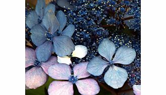 Unbranded Hydrangea Plant - Serrata Bluebird
