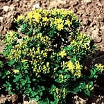 Unbranded Hypericum Golden Gnome Seeds