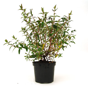 Unbranded Hypericum Hidcote St. Johns Wort