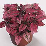 Unbranded Hypoestes Confetti Red Seeds 426336.htm