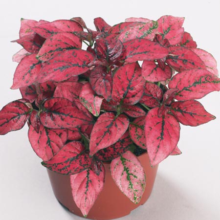 Unbranded Hypoestes Confetti Red Seeds Average Seeds 50