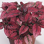 Unbranded Hypoestes Confetti Red Seeds