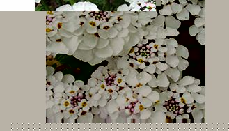 Unbranded Iberis Plant - Masterpiece