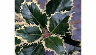 Unbranded Ilex Aquifolium Plant - Argentea Marginata