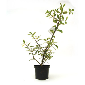 Unbranded Ilex Handsworth New Silver - Holly