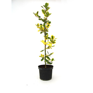 Unbranded Ilex x altaclerensis Golden King - Holly