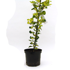 A bushy  large evergreen shrub or small tree with broad  light green leaves irregularly splashed gol