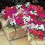 Unbranded Impatiens Accent Mixed F1 Seeds: Twinpack