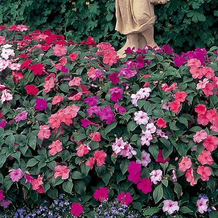 Unbranded Impatiens Blitz Jumbo F1 Seeds Average Seeds 45