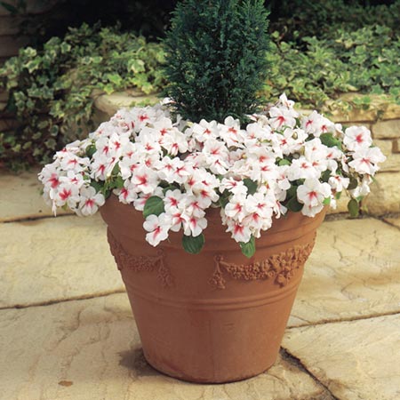 Unbranded Impatiens Butterfly Cherry F1 Seeds Average