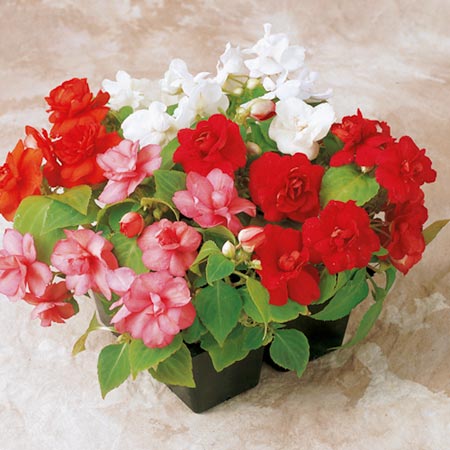Unbranded Impatiens Carousel Double Mixed F1 Plants Pack