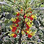 Unbranded Impatiens Congo Cockatoo Plants 430151.htm