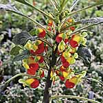 Unbranded Impatiens Congo Cockatoo Plants