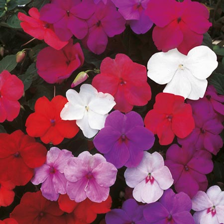 Unbranded Impatiens Dainty Maid F2 Seeds (Busy Lizzie)