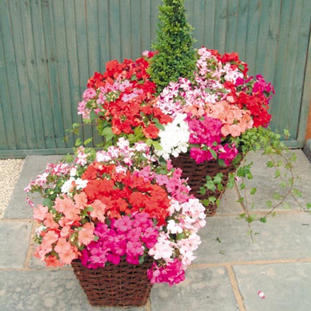 Unbranded Impatiens Dobies Dream Mixed F1 Plants Pack of