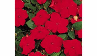 Unbranded Impatiens Dobies Super Hybrid Seeds - Imperial