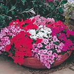 Unbranded Impatiens Expo Mixed (Easiplants)