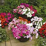 Unbranded Impatiens Expo Mixed F1 Easiplants
